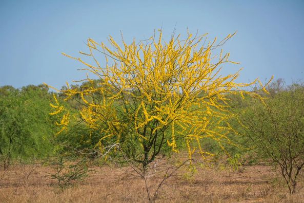 ¡Bienvenida Primavera a Monte Quemado!